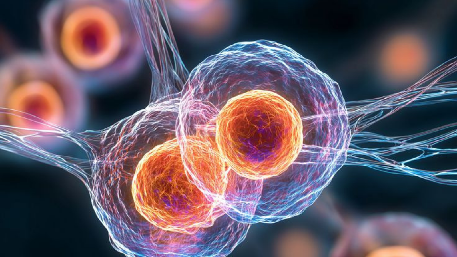 Tissue & Organ Regeneration Diets
